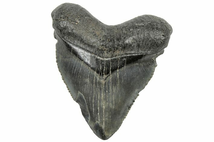 Serrated, Juvenile Megalodon Tooth - South Carolina #308067